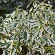 Cornus controversa 'Variegata'