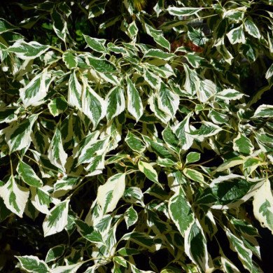 Cornus controversa 'Variegata'