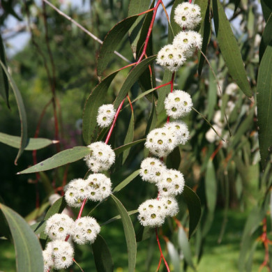 Eucalyptus pauciflora subsp. niphophila
