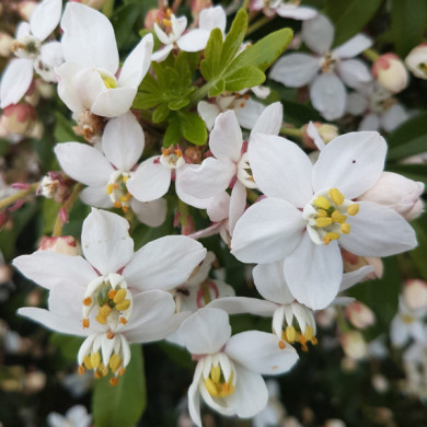 Choisya ternata 'Lissfing' GREENFINGERS®