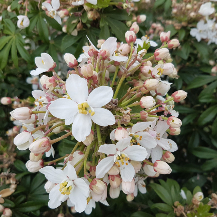 Choisya ternata 'Lissfing' GREENFINGERS®