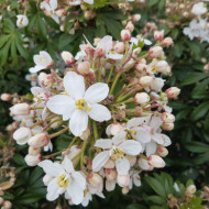 Choisya ternata 'Lissfing' GREENFINGERS®