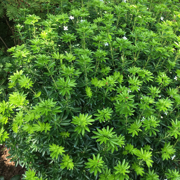 Choisya ternata 'Lissfing' GREENFINGERS®