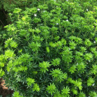 Choisya ternata 'Lissfing' GREENFINGERS®