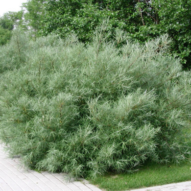 Salix rosmarinifolia