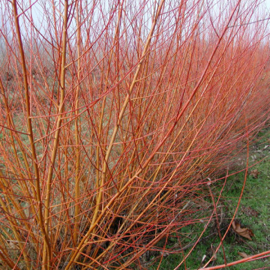 Salix viminalis