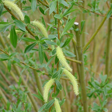 Salix viminalis