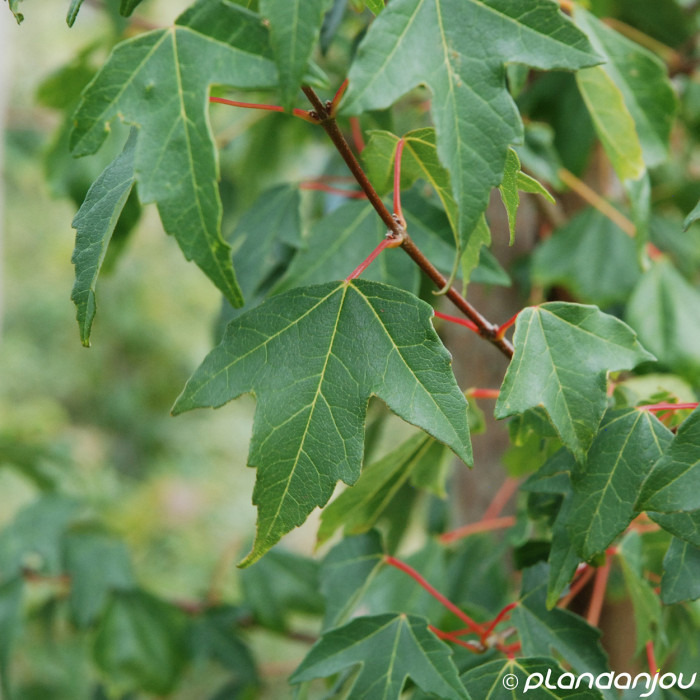 Acer buergerianum