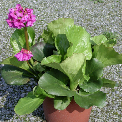 Bergenia 'Abendglut'