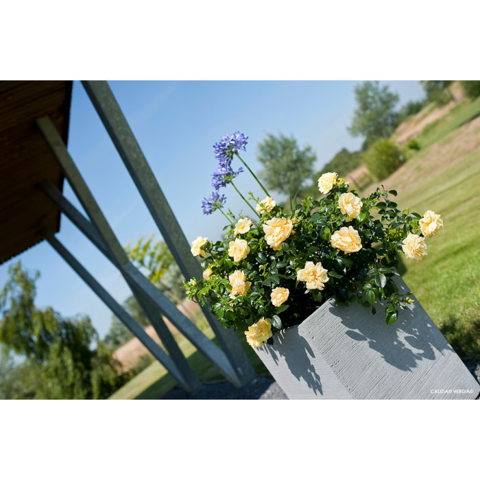 Rosier tige Calizia® Decorosiers