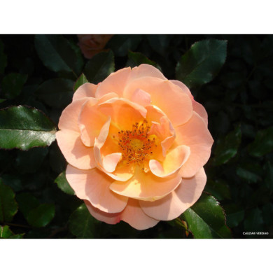 Rosier tige Calizia® Decorosiers