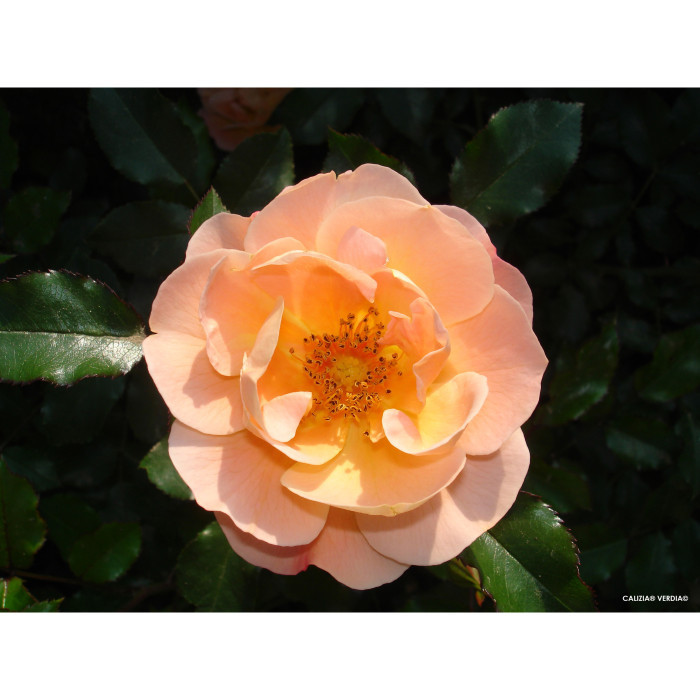 Rosier tige DECOROSIERS® Calizia®