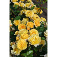 Rosier paysager DECOROSIERS® Soleya®