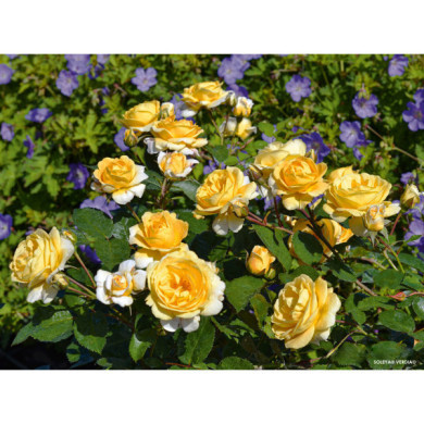 Rosier paysager DECOROSIERS® Soleya®