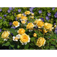 Rosier paysager DECOROSIERS® Soleya®