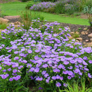 Stokesia laevis 'Mels' MELS BLUE