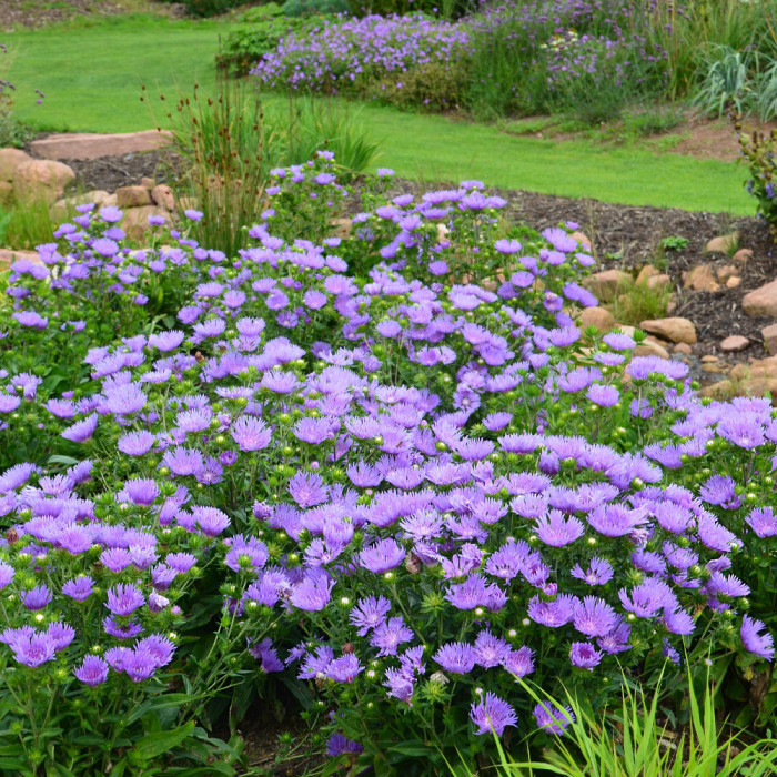 Stokesia laevis 'Mels' MELS BLUE