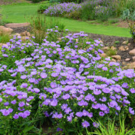 Stokesia laevis 'Mels' MELS BLUE