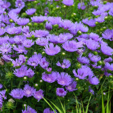 Stokesia laevis 'Mels' MELS BLUE