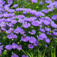 Stokesia laevis 'Mels' MELS BLUE