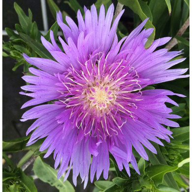 Stokesia laevis 'Mels' MELS BLUE