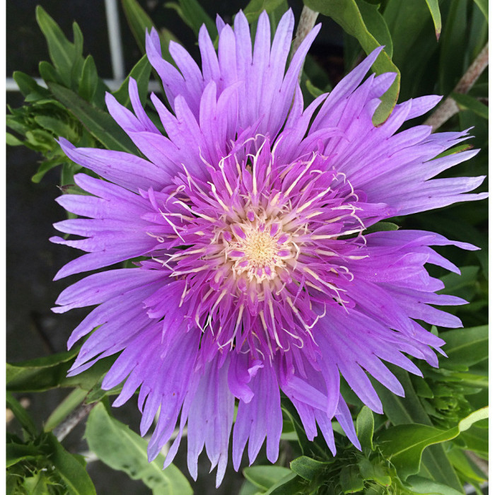 Stokesia laevis 'Mels' MELS BLUE