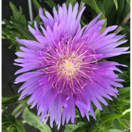 Stokesia laevis 'Mels' MELS BLUE