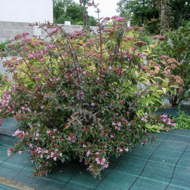 Abelia 'Edward Goucher'