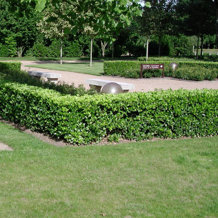 Euonymus japonicus