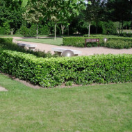Euonymus japonicus