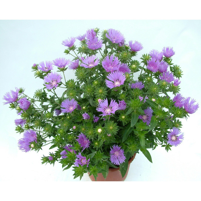 Stokesia laevis 'Mels' MELS BLUE