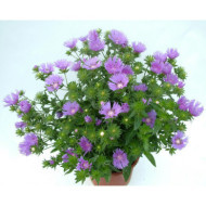 Stokesia laevis 'Mels' MELS BLUE