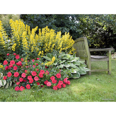 Rosier tige Kadora® Decorosiers