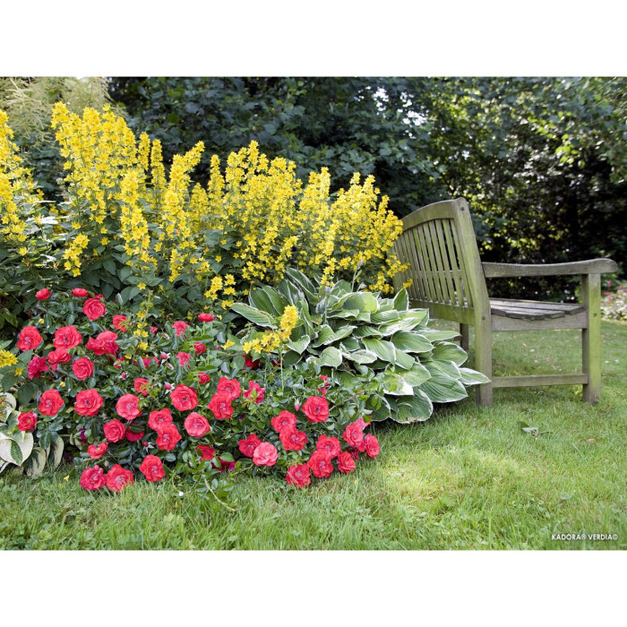 Rosier tige Kadora® Decorosiers