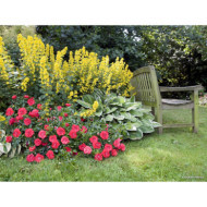 Rosier tige Kadora® Decorosiers