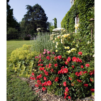 Rosier tige Kadora® Decorosiers