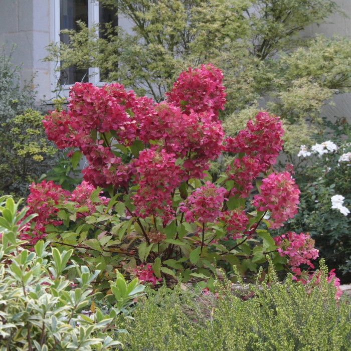 Hydrangea paniculata Diamant Rouge® rendia c.o.v.