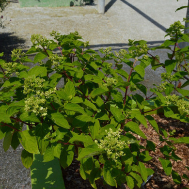 Hydrangea paniculata Diamant Rouge® rendia c.o.v.