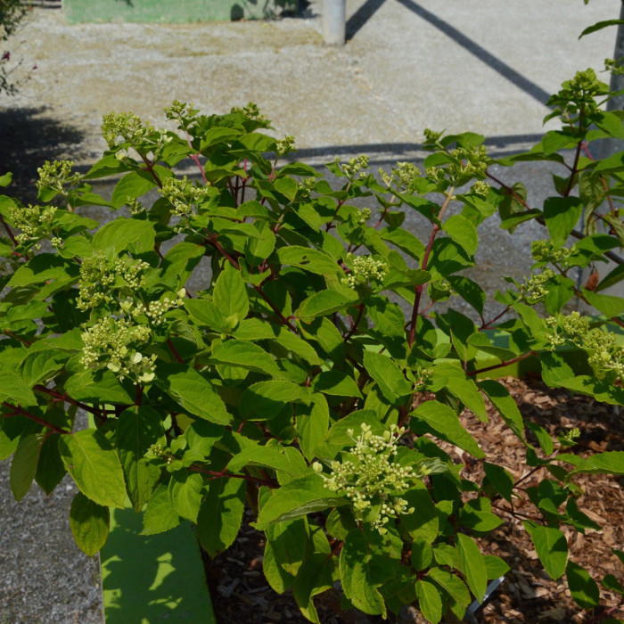 Hydrangea paniculata Diamant Rouge® rendia c.o.v.