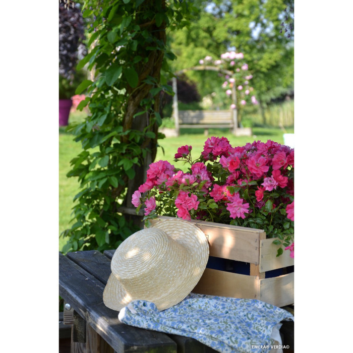 Rosier tige Emera® Decorosiers
