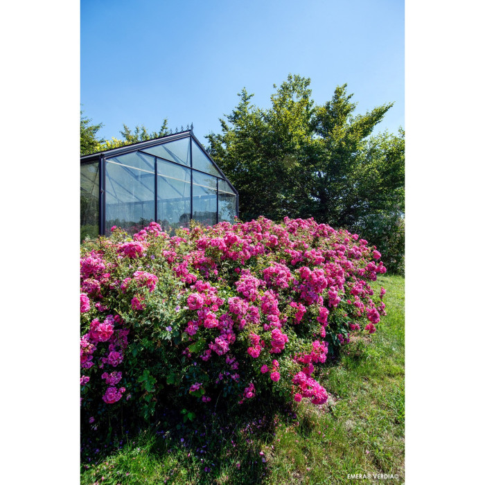 Rosier tige Emera® Decorosiers
