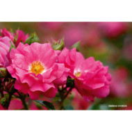 Rosier tige DECOROSIERS® Emera®