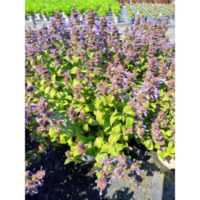 Nepeta 'Bokratune' NEPTUNE
