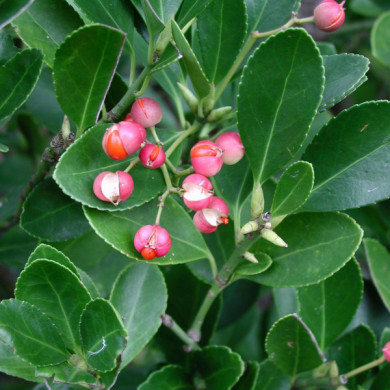 Euonymus japonicus