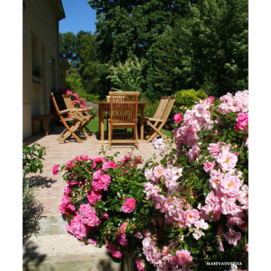 Rosier tige Mareva® Decorosiers