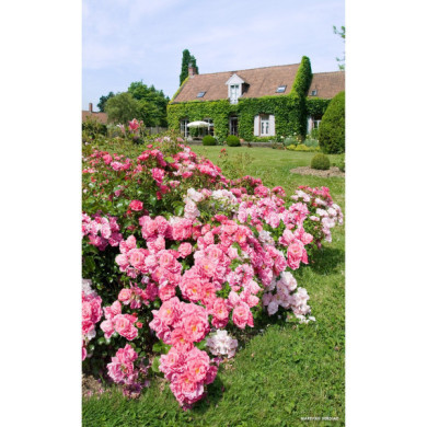 Rosier tige Mareva® Decorosiers