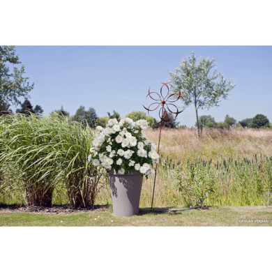 Rosier tige Opalia® Decorosiers