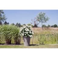 Rosier tige Opalia® Decorosiers