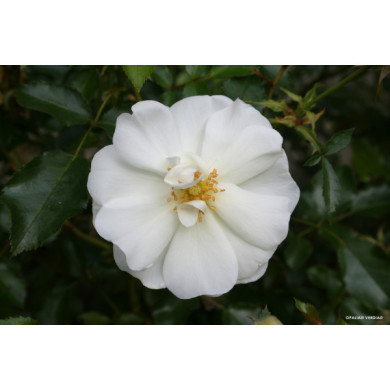 Rosier tige Opalia® Decorosiers