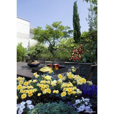 Rosier tige Suneva® noalesa